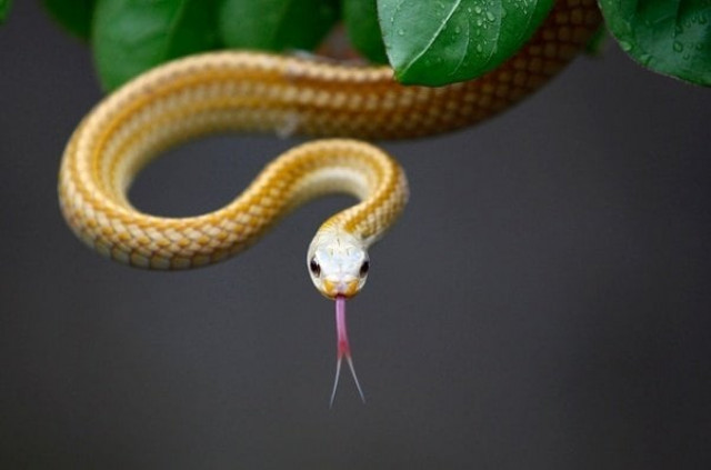 a snake at a snake farm in zisiqiao village also known as the snake town in zhejiang province china residents raise more than 3 million snakes a year for food and medicinal purposes photo reuters a snake at a snake farm in zisiqiao village also known as the snake town in zhejiang province china residents raise more than 3 million snakes a year for food and medicinal purposes photo reuters