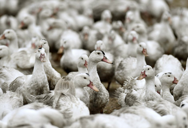 shows a picture taken in bourriot bergonce western france shows ducks confined at a farm located some 10 kilometres away from the flu hit southwestern area photo reuters