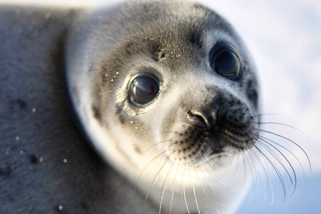 baby seal photo afp