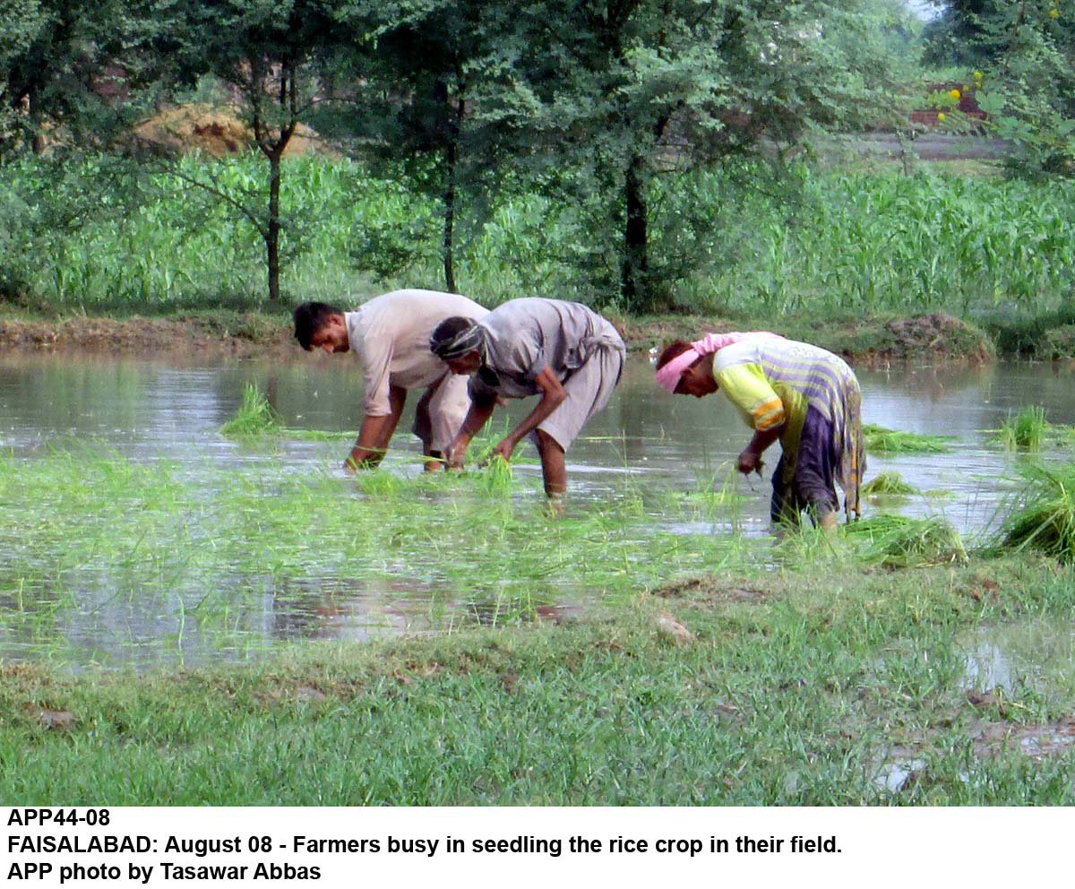 experts say use of efficient irrigation system need of the hour photo app