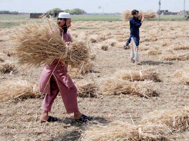 farmers collect bundles of harvested wheat photo nni