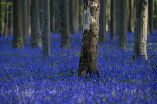 wild bluebells which bloom around mid april turn the forest completely blue and form a carpet in the hallerbos also known as the quot blue forest quot near the belgian city of halle photo afp wild bluebells which bloom around mid april turn the forest completely blue and form a carpet in the hallerbos also known as the quot blue forest quot near the belgian city of halle photo afp