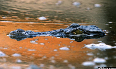 crocodile kills wildlife hunter in zimbabwe crocodile kills wildlife hunter in zimbabwe