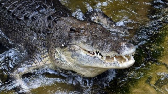 the man snorkelled headfirst into a croc in queensland photo afp