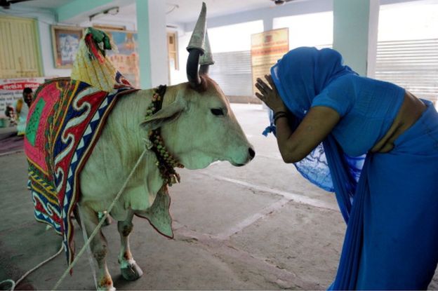 nearly 175 000 cattle are seized annually on the largely porous borders with bangladesh and nepal photo afp file