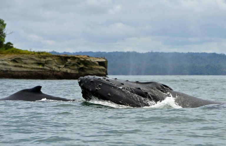 scientists believe that humpback whale mothers and calves communicate by quot whisper quot to avoid predators photo afp