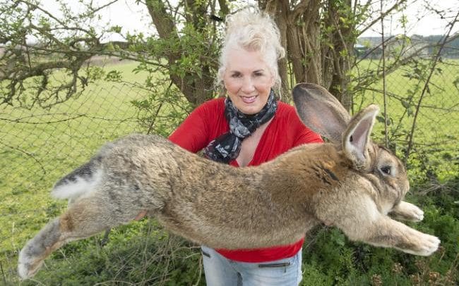 the breeder with the rabbit who was set to become the world 039 s biggest bunny photo courtesy rex