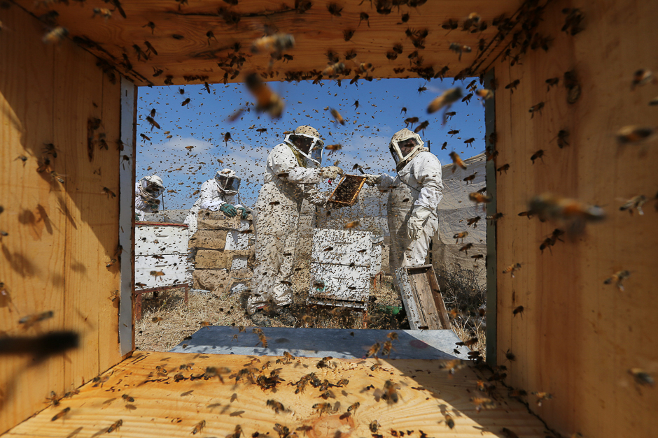 palestinian beekeepers collect honey at a farm in rafah in the southern gaza strip photo reuters