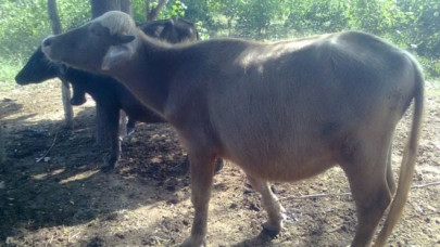 in a first beauty contest for buffaloes held in swat in a first beauty contest for buffaloes held in swat