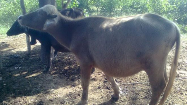 the light skinned azikheli buffalo are especially suited to cold mountainous areas photo wikimedia the light skinned azikheli buffalo are especially suited to cold mountainous areas photo wikimedia