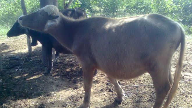 the light skinned azikheli buffalo are especially suited to cold mountainous areas photo wikimedia