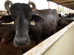 buffalo s legs broken in brutal act of revenge