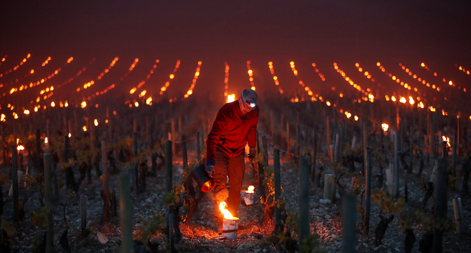 workers and wine growers light heaters early in the morning to protect vineyards from frost damage outside chablis france photo reuters