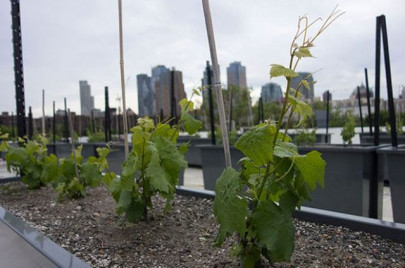 urban farming flourishes in new york urban farming flourishes in new york