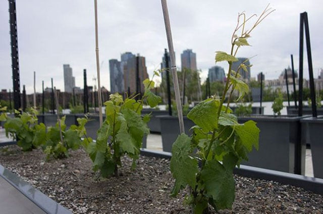 new york and its environs have seen constant innovation in urban agriculture photo afp new york and its environs have seen constant innovation in urban agriculture photo afp