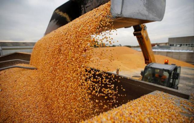 wild boars destroy standing crops of maize wild boars destroy standing crops of maize