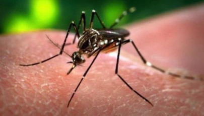 who alarmed over chikungunya epidemic