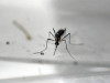 chikf outbreak triggers health emergency chikf outbreak triggers health emergency