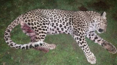 villagers kill leopard in ajk s leepa valley villagers kill leopard in ajk s leepa valley