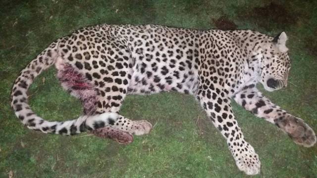 the villagers said they killed the big cat with the help of police in self defence photo express