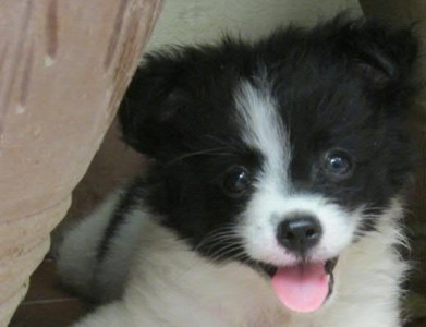 be fair to your pets and vaccinate them