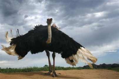 ostrich farming gaining ground in punjab ostrich farming gaining ground in punjab
