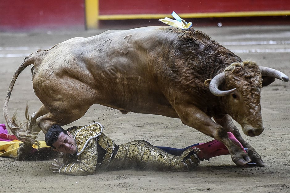 Colombian bullfighter Guillermo Valencia is on the ground after being hit by a bull during a bullfight at La Macarena bullring in Medellin, Colombia. PHOTO: AFP