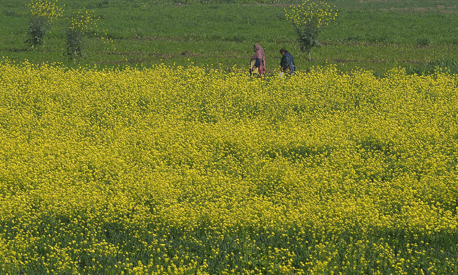 Pakistani women walk past muster field on the outskirt of Lahore. PHOTO: AFP