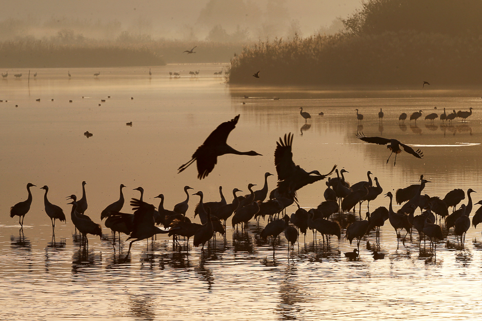 Migrating cranes rest on the Hula Lake Ornithology and Nature Park in northern Israel, which is a stopping point for hundreds of species of birds along their migration route between the northern and southern hemispheres during the cold season December 7, 2016. REUTERS/Baz Ratner