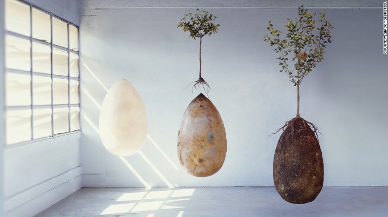 capsula mundi is an egg shaped pod through which a buried corpse or ashes can provide nutrients to a tree planted above it photo courtesy cnn