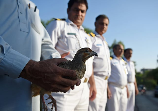 pakistani customs officers get ready to free a rescued partridge at the safari park in islamabad on may 4 2017 pakistani customs officers foiled a smuggling attempt by arresting a british suspect of pakistani origin and rescuing around 11 partridges found in his belongings on a birmingham bound flight photo afp pakistani customs officers get ready to free a rescued partridge at the safari park in islamabad on may 4 2017 pakistani customs officers foiled a smuggling attempt by arresting a british suspect of pakistani origin and rescuing around 11 partridges found in his belongings on a birmingham bound flight photo afp