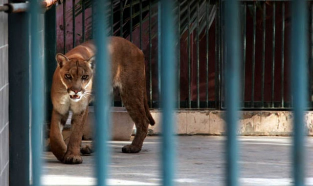 the son of the contractor who manages the zoo said they recently acquired a pair of pumas and hope to get more animals once the karachi zoo begins upgrading its facilities photo express the son of the contractor who manages the zoo said they recently acquired a pair of pumas and hope to get more animals once the karachi zoo begins upgrading its facilities photo express