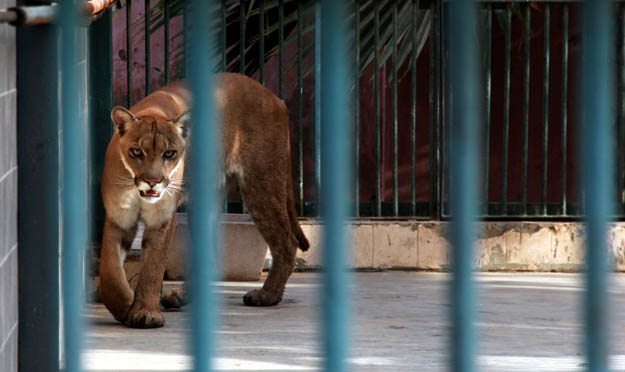 the son of the contractor who manages the zoo said they recently acquired a pair of pumas and hope to get more animals once the karachi zoo begins upgrading its facilities photo express