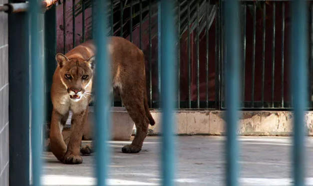 the son of the contractor who manages the zoo said they recently acquired a pair of pumas and hope to get more animals once the karachi zoo begins upgrading its facilities photo express the son of the contractor who manages the zoo said they recently acquired a pair of pumas and hope to get more animals once the karachi zoo begins upgrading its facilities photo express