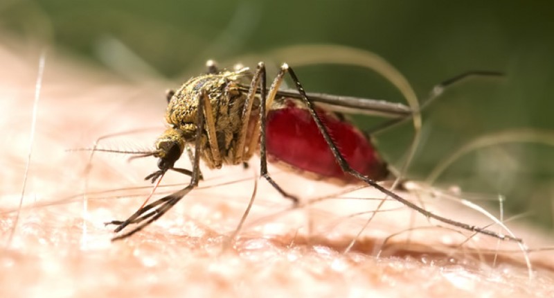 chikungunya patient lands in pims