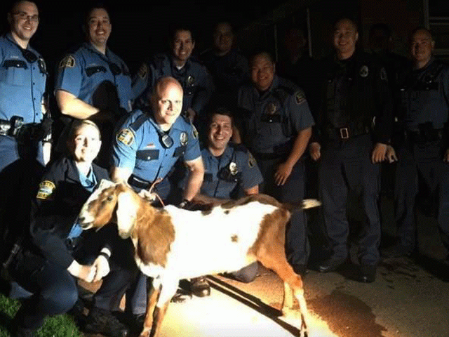 st paul police department pose with captured goat named gordy that was stolen from indian mounds park in minnesota us on may 5 2017 photo reuters st paul police department pose with captured goat named gordy that was stolen from indian mounds park in minnesota us on may 5 2017 photo reuters