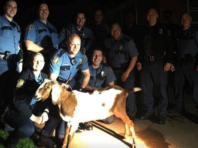 st paul police department pose with captured goat named gordy that was stolen from indian mounds park in minnesota us on may 5 2017 photo reuters