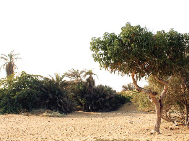 the applicant says trees are imperative for the drought prone and hilly areas of balochistan photo express