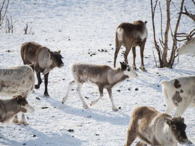 norway to kill 2 000 reindeer to eradicate disease norway to kill 2 000 reindeer to eradicate disease