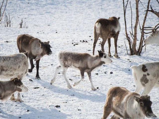 the disease makes deer brains spongy causing the animal to lose weight and die photo afp the disease makes deer brains spongy causing the animal to lose weight and die photo afp