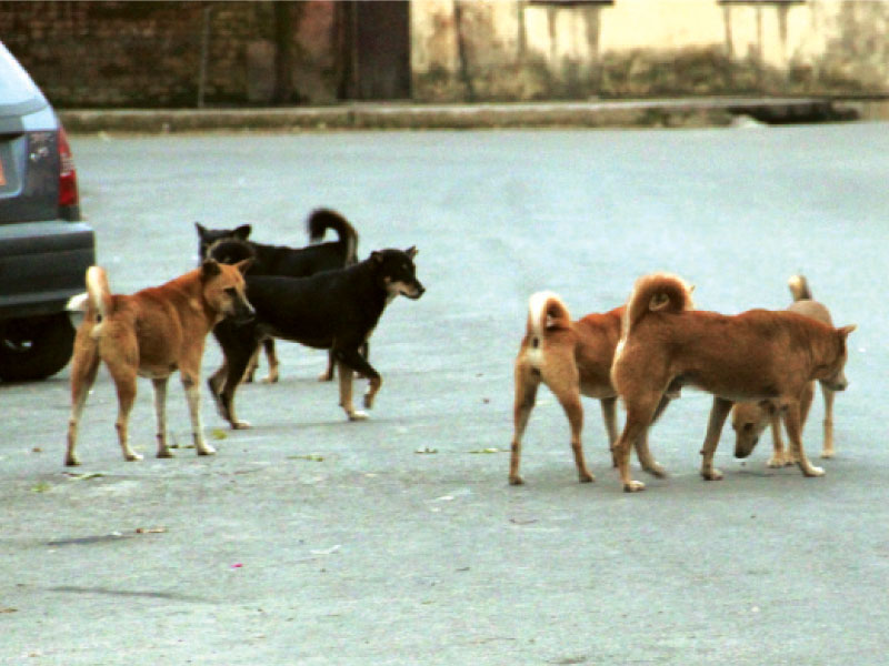 three depts on the hunt for stray dogs