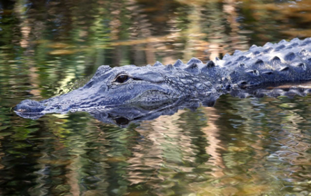 10 year old sets self free from alligator