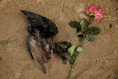 pictures of the day may 10 2017