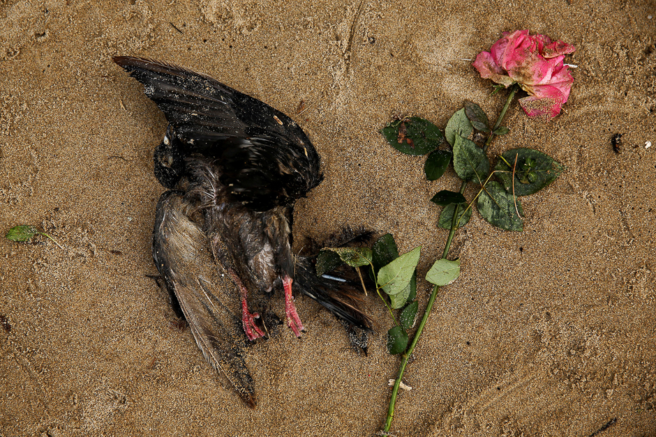 a dead bird lies next to a rose on the bank of the river thames during low tide in london britain photo reuters