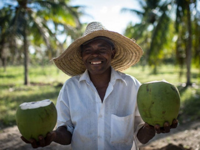 how to milk the coconut boom philippine farmers check their phones how to milk the coconut boom philippine farmers check their phones
