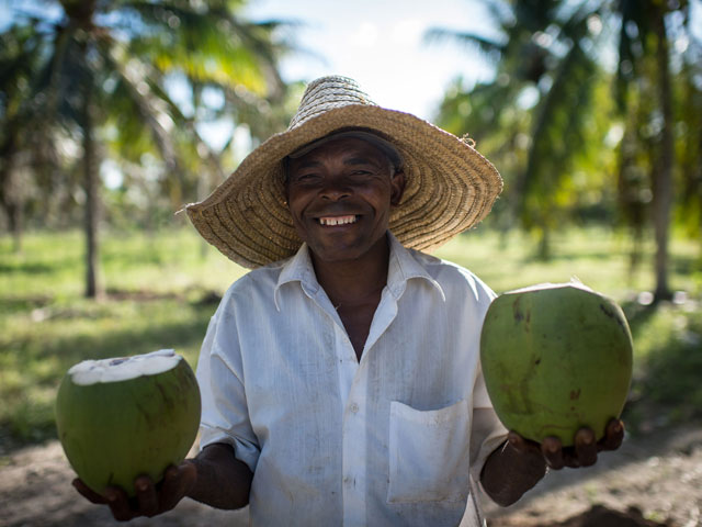 How to milk the coconut boom? Philippine farmers check their phones