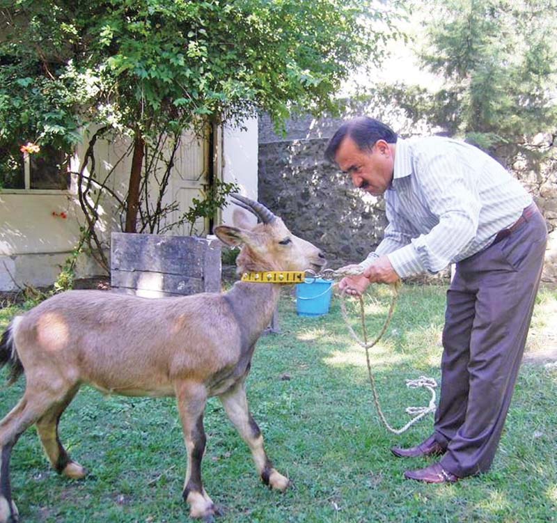 an official from the wildlife department looks after a baby ibex photo express