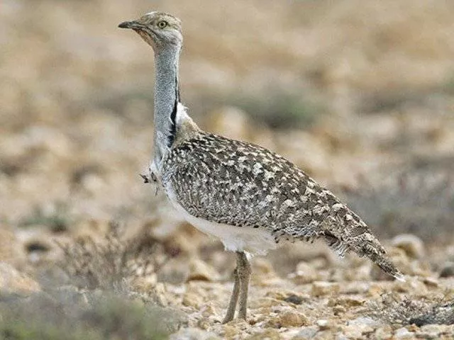 wildlife deputy director hussain ali sukhera said nobody would be allowed to illegally hunt birds in dera ghazi khan no matter how influential he was photo afp wildlife deputy director hussain ali sukhera said nobody would be allowed to illegally hunt birds in dera ghazi khan no matter how influential he was photo afp