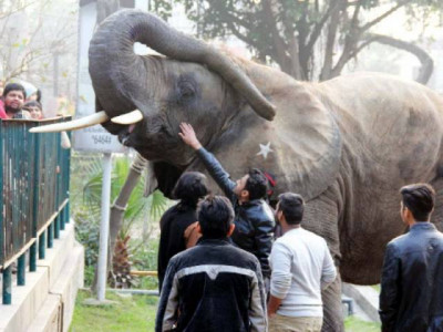lahore zoo s darling suzi dies at 31