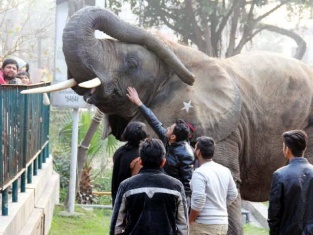 suzi raises her trunk as a group of zoo visitors pet her photo ayesha mir express